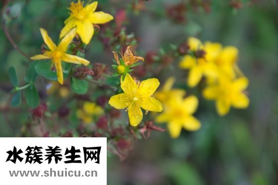 黄芩的功效与作用