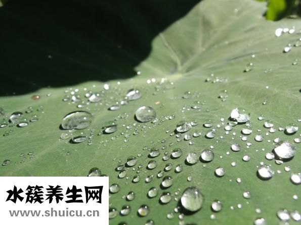 芋头的功效与作用