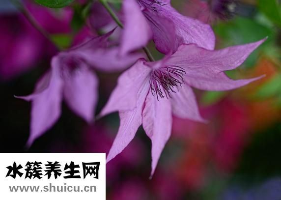 桔梗的功效与作用