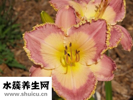 土茯苓的功效与作用