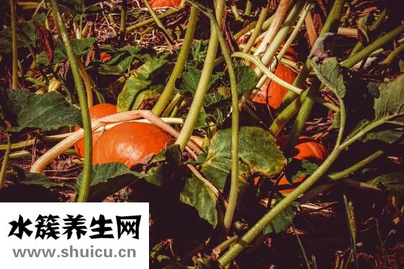 芒果的功效与作用