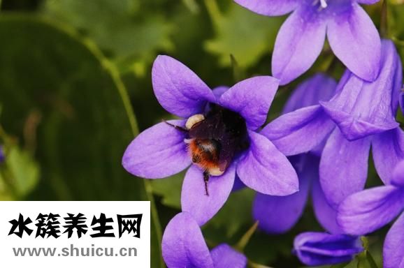 桔梗的功效与作用