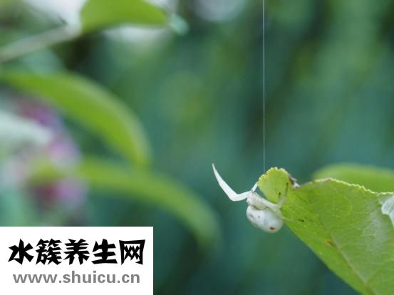 肠梗阻的症状