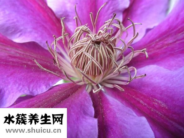 甲状腺肿瘤