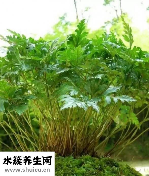 黄连的功效与作用