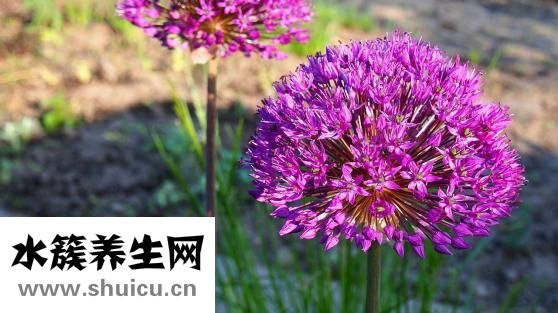 太子参的功效与作用