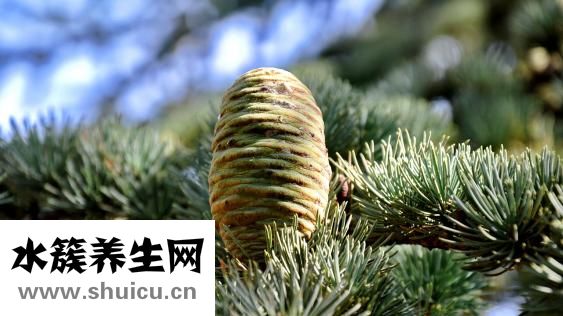 金钱草的功效与作用