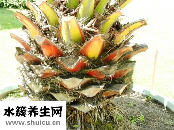 白术的功效与作用