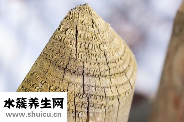 白术的功效与作用