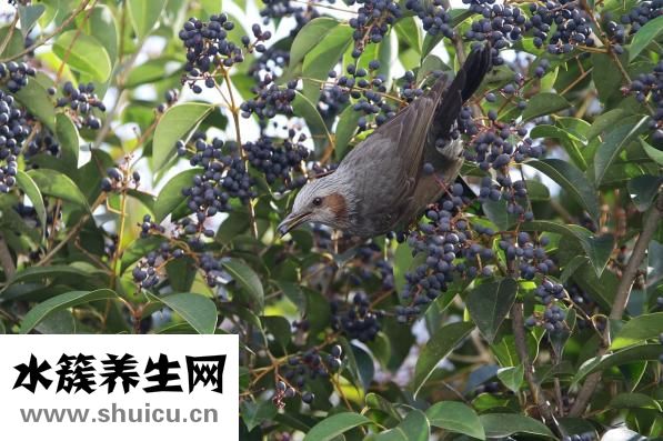 腰果的功效与作用