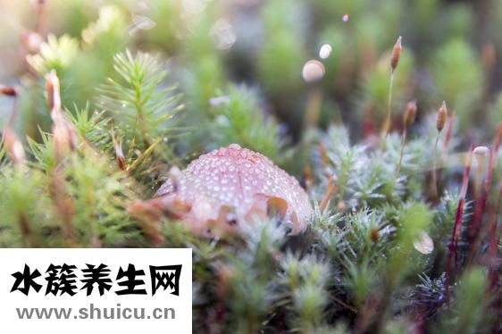 灰指甲图片