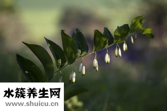淋巴细胞比率偏低