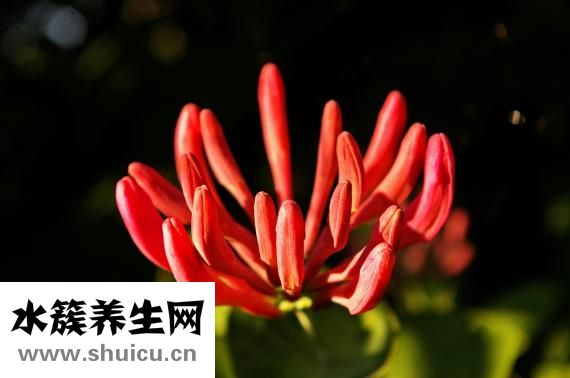 普洱茶的功效与作用