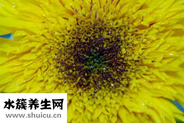 苍术的功效与作用