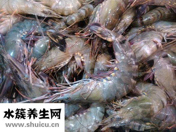 牡蛎的功效与作用