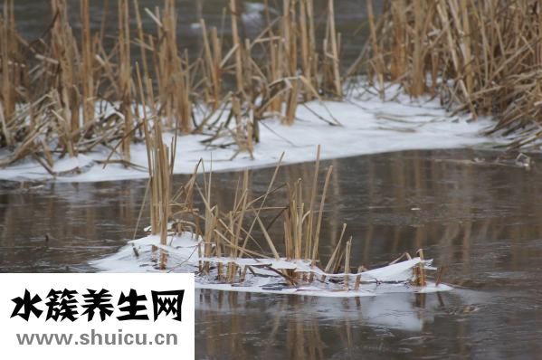 头孢呋辛酯片