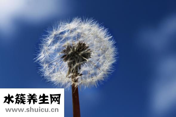 蒲地蓝消炎口服液