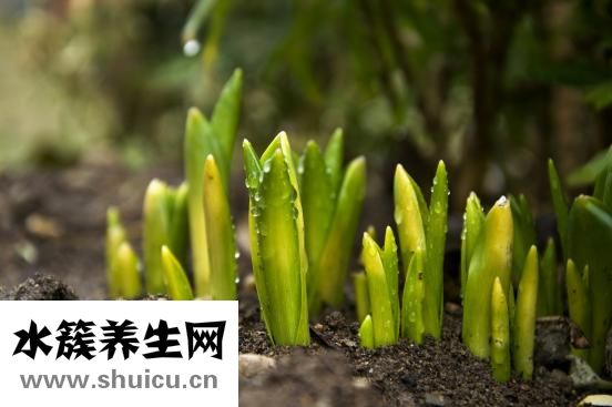 阿莫西林克拉维酸钾如何使用？