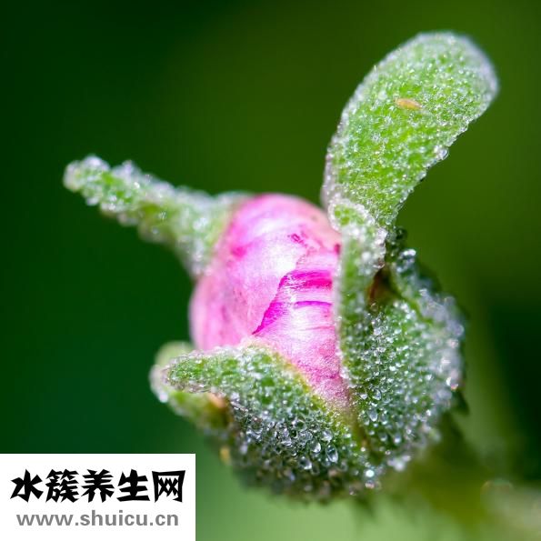 黄柏有助治疗皮肤病和止血功效