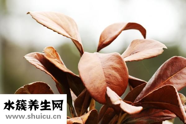 乌鸡白凤丸