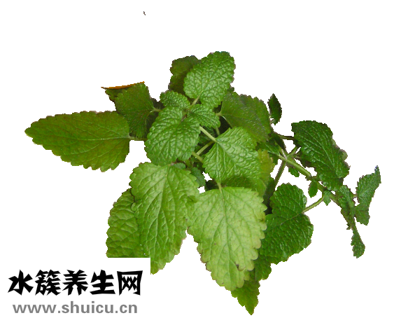 玉竹的功效与作用