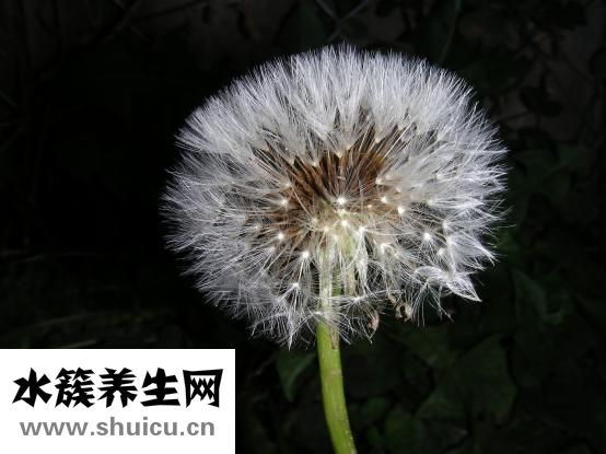 蒲地蓝消炎口服液