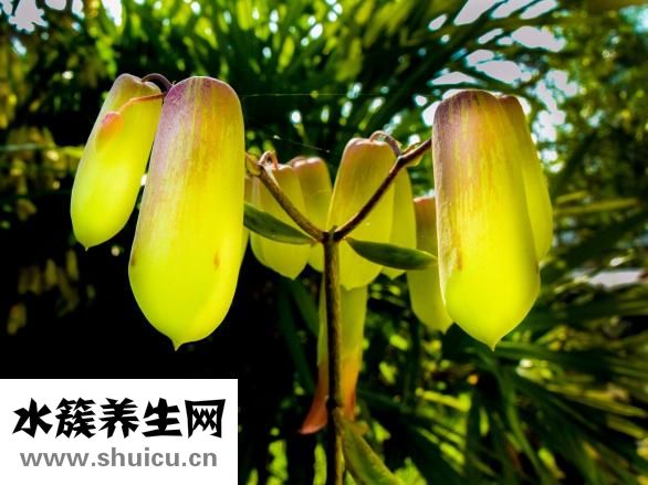 片仔癀化妆品