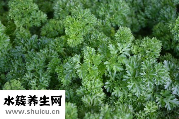 丹参的功效与作用