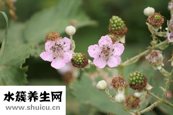 刺梨的功效与作用