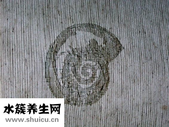 香菜的功效与作用