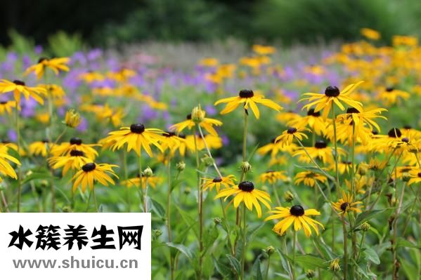 人参的功效与作用