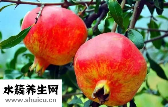 石榴籽能吃吗