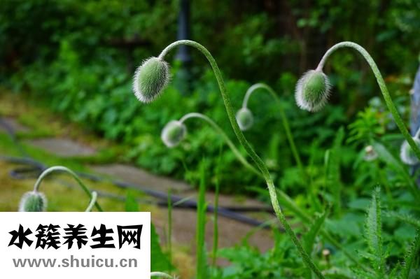 人参的功效与作用