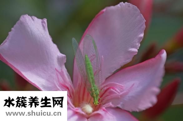 麦冬味甘微寒入心肺肾经可滋阴润肺明目