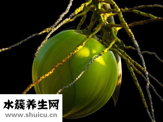 椰子汁营养丰富有助预防冠病毒传播