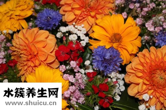 海带的功效与作用