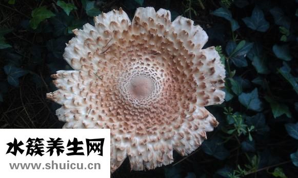 藜麦的功效与作用