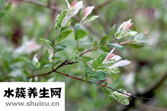 玉竹到底有哪些神奇功效？