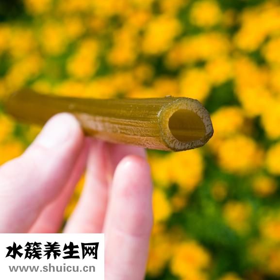 川芎的功效与作用