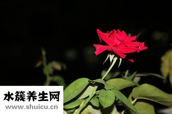 阳光玫瑰晶石做法