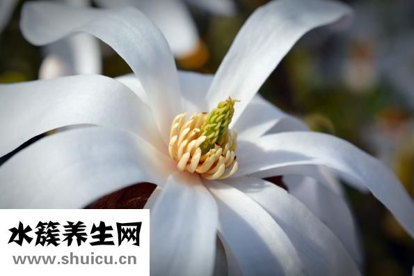 茵陈的功效与作用