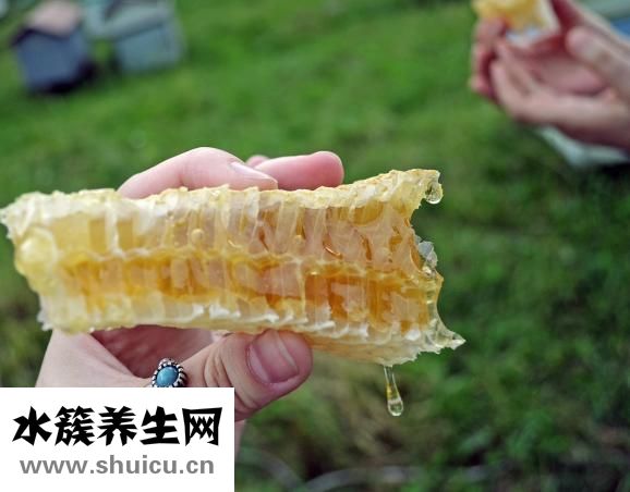 苍术的功效与作用