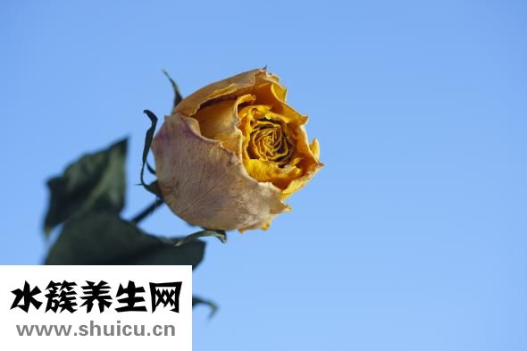 丹参的功效与作用