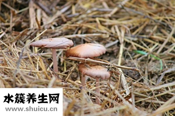 藜麦的功效与作用