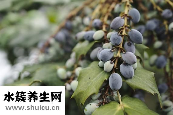 阿奇霉素干混悬剂