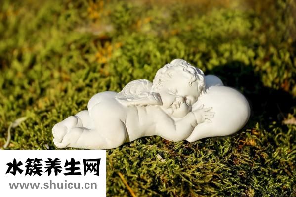 砂仁的功效与作用