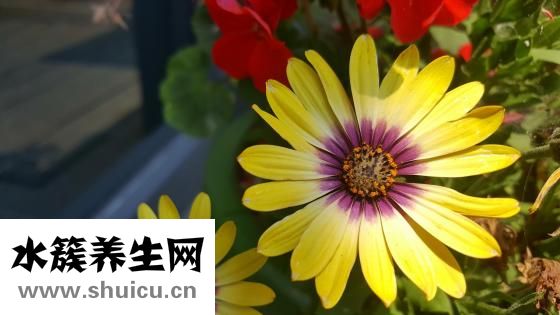 双顶径到底是什么意思？