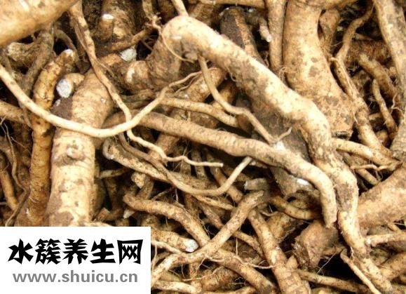 板蓝根的功效与作用
