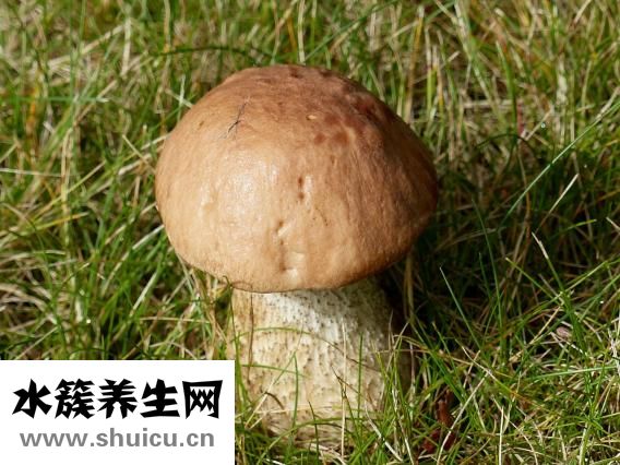 了解花旗参的功效与作用有何不同？