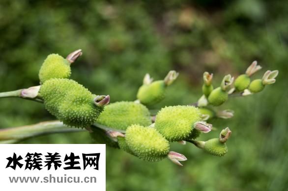 板蓝根的功效与作用